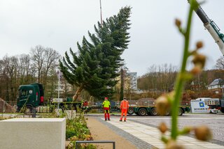 Die prächtige Nordmanntanne wurde mittels Mobilkrans aufgestellt und mit einem Schwertransport angeliefert. Foto: Stadtverwaltung Flöha/ Erik Frank Hoffmann