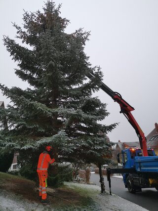 Ein Nadelbaum wurde als Weihnachtsbaum gefällt und wird verladen. 